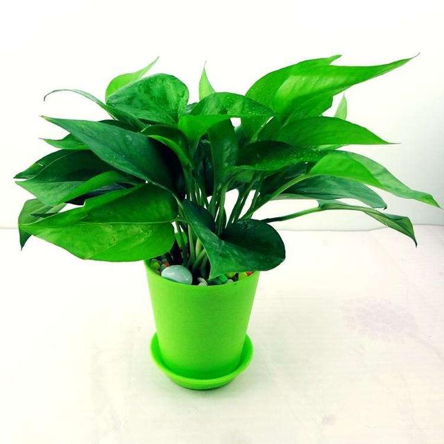 廣州除甲醛靠綠植盆栽？都是大忽悠！