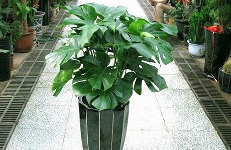 除甲醛綠植