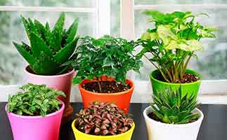 去甲醛的植物應(yīng)該如何打理？