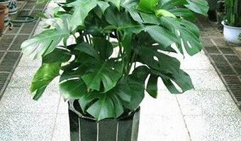 除甲醛植物去除甲醛的效果到底怎么樣？